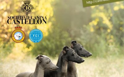 ESPECIAL ALIANZA DE SPANIELS
